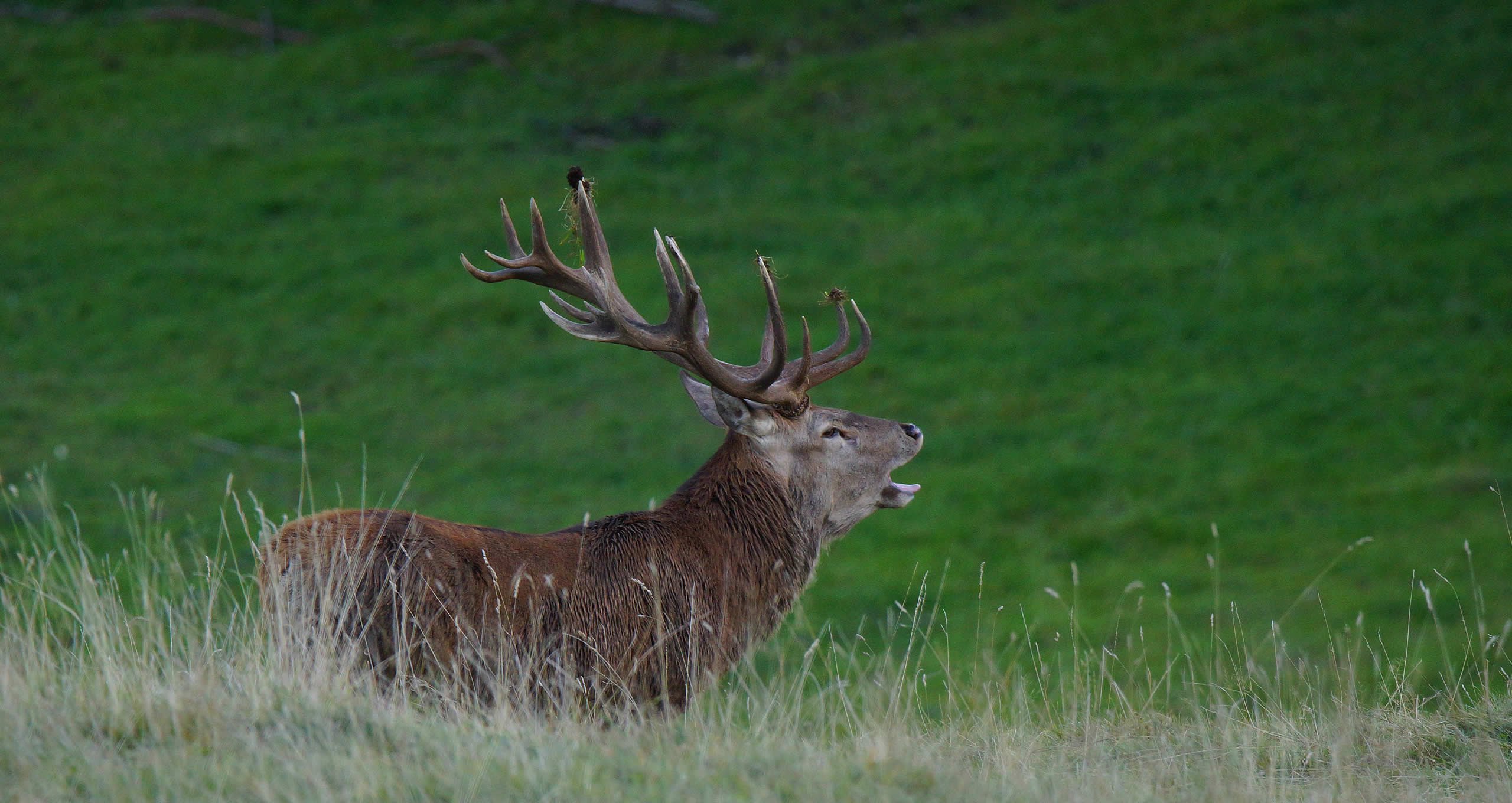 The roar of the deer